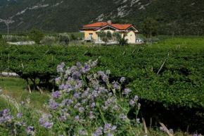 Гостиница Appartamenti Al Vigneto  Дро